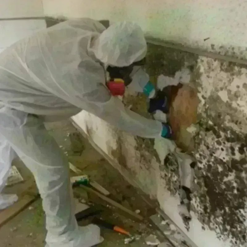 Mold Remediation and Removal in Newburgh, NY